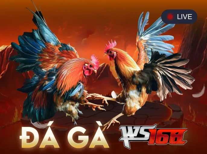 3BET Đá Gà Live Ws168