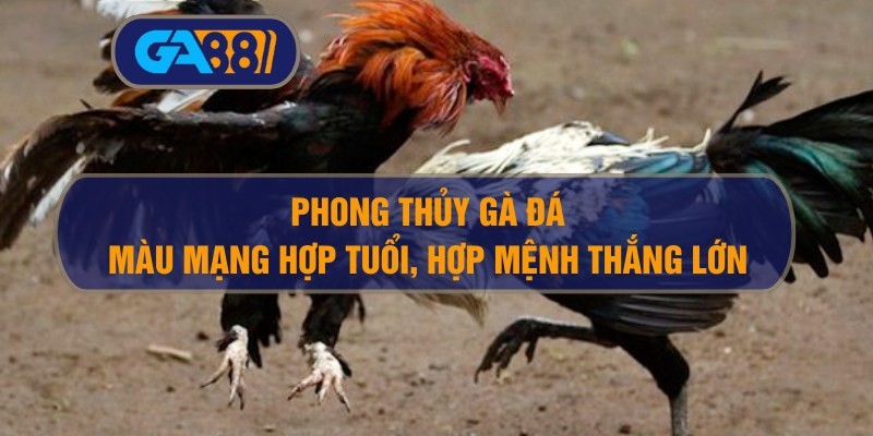 3BET Phong thủy gà đá: Màu mạng hợp tuổi, thắng lớn nhờ hợp mệnh